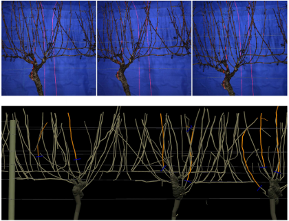 Vine skeleton